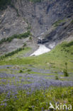 Alpendistel (Eryngium alpinum)