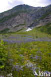 Alpine Sea Holly (Eryngium alpinum)