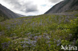 Alpine Sea Holly (Eryngium alpinum)