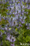 Alpine Sea Holly (Eryngium alpinum)