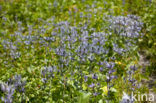 Alpendistel (Eryngium alpinum)