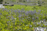 Alpendistel (Eryngium alpinum)