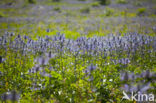 Alpendistel (Eryngium alpinum)