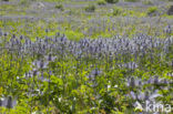 Alpendistel (Eryngium alpinum)