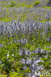 Alpine Sea Holly (Eryngium alpinum)