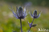 Alpine Sea Holly (Eryngium alpinum)