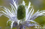 Alpendistel (Eryngium alpinum)