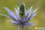 Alpendistel (Eryngium alpinum)