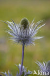 Alpine Sea Holly (Eryngium alpinum)