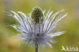 Alpine Sea Holly (Eryngium alpinum)