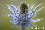 Alpendistel (Eryngium alpinum)