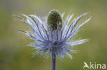 Alpine Sea Holly (Eryngium alpinum)