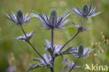 Alpendistel (Eryngium alpinum)