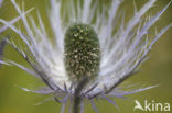 Alpendistel (Eryngium alpinum)