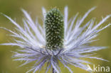 Alpendistel (Eryngium alpinum)