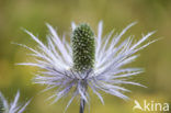 Alpine Sea Holly (Eryngium alpinum)