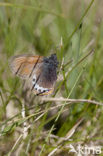 Alpenhooibeestje (Coenonympha gardetta)