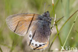 Alpine Heath (Coenonympha gardetta)