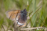 Alpine Heath (Coenonympha gardetta)