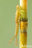 Azuurwaterjuffer (Coenagrion puella)