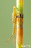 Azuurwaterjuffer (Coenagrion puella)