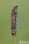 Azuurwaterjuffer (Coenagrion puella)