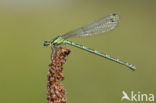 Azuurwaterjuffer (Coenagrion puella)