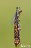 Azuurwaterjuffer (Coenagrion puella)