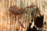 false scorpion (Pseudoscorpiones sp.)