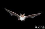 Bechstein’s Bat (Myotis bechsteinii) 