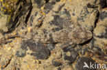 Rhine sculpin (Cottus rhenanus)