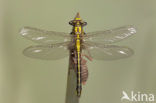 Beekrombout (Gomphus vulgatissimus) 