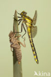 Club-tailed Dragonfly (Gomphus vulgatissimus)