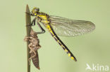 Club-tailed Dragonfly (Gomphus vulgatissimus)