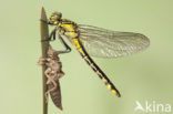 Beekrombout (Gomphus vulgatissimus) 