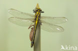 Club-tailed Dragonfly (Gomphus vulgatissimus)