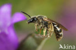 Lasioglossum albipes