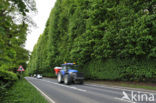 Beech (Fagus sylvatica)