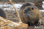 Beverrat (Myocastor coypus)