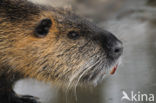 Coypu (Myocastor coypus)