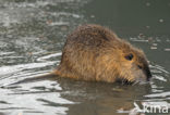 Beverrat (Myocastor coypus)