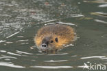 Coypu (Myocastor coypus)