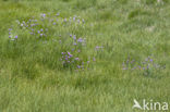 wild chives (Allium schoenoprasum)