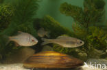Bittervoorn (Rhodeus amarus)