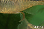 Bittervoorn (Rhodeus amarus)