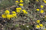 Small Alison (Alyssum alyssoides)