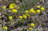 Small Alison (Alyssum alyssoides)