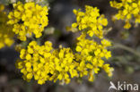 Small Alison (Alyssum alyssoides)