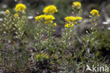 Small Alison (Alyssum alyssoides)