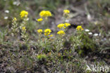 Small Alison (Alyssum alyssoides)